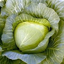 Семена капусты белокочанной Дублер F1