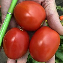 Семена томата Семко 2006 F1