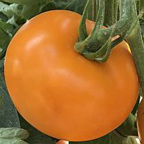 Семена томата Бигоранж  F1