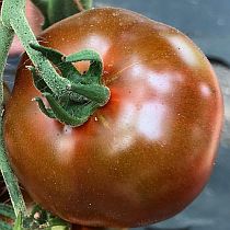 Семена томата Ашраф F1