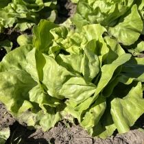 семена кочанного салата Весна 