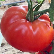 Семена томата Касталиа F1