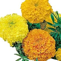 семена тагетеса (бархатцев) Сьерра