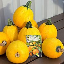 семена цукини Амарил F1