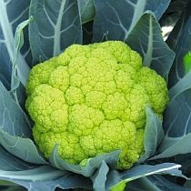 Семена цветной капусты Вердант F1