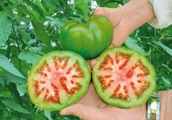 Томат Грин Биф F1 – от покупки семян до первого урожая