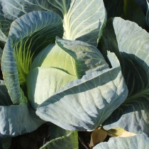 Семена капусты белокочанной Барыня F1