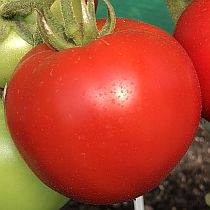 Семена томата Магнит F1