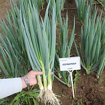 семена лука батуна Перформер