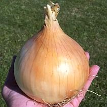 Семена репчатого лука Эксибишен