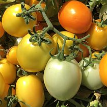 Семена томата Солнечный Дар F1