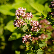 семена душицы Арбатская Семко