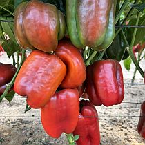 Семена перца сладкого Латино F1