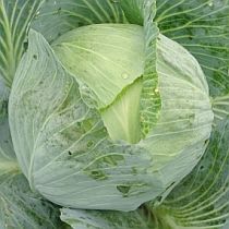 Семена капусты белокочанной СБ 3 F1