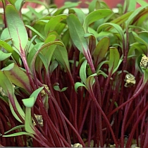 Семена микрозелени свеклы Свекла ТСХА