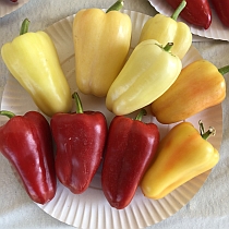 семена перца сладкого бонета 