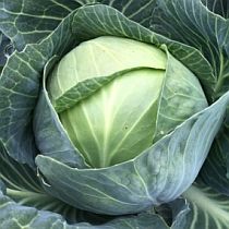 Семена капусты белокочанной Колобок F1