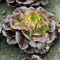 семена кочанного салата Розмери