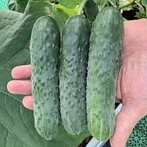 Семена огурцов 16-25 см Борисыч F1
