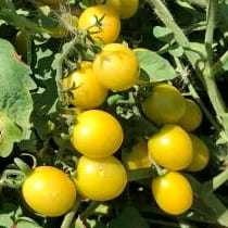 Семена томата Нивица F1