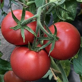 Семена томата Мамула F1