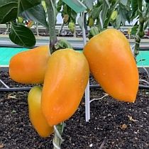 семена перца сладкого  катюша