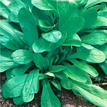 семена корн салата Рапунцель