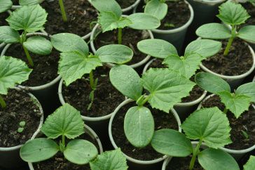 Уроки рассадного периода