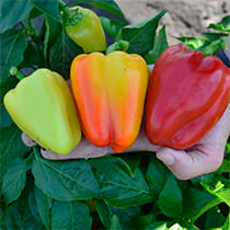 семена перца сладкого квинта светлая f1