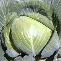 Семена капусты белокочанной Джульетта F1