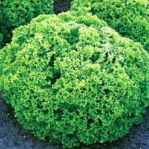 семена листового салата Лолло Бионда