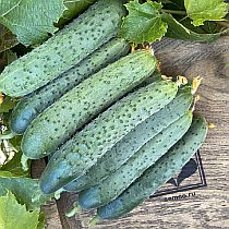 Семена огурцов 16-25 см Зозулёнок F1