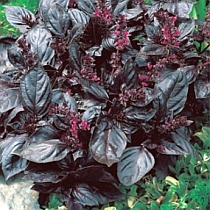 семена базилика Ред Рубин