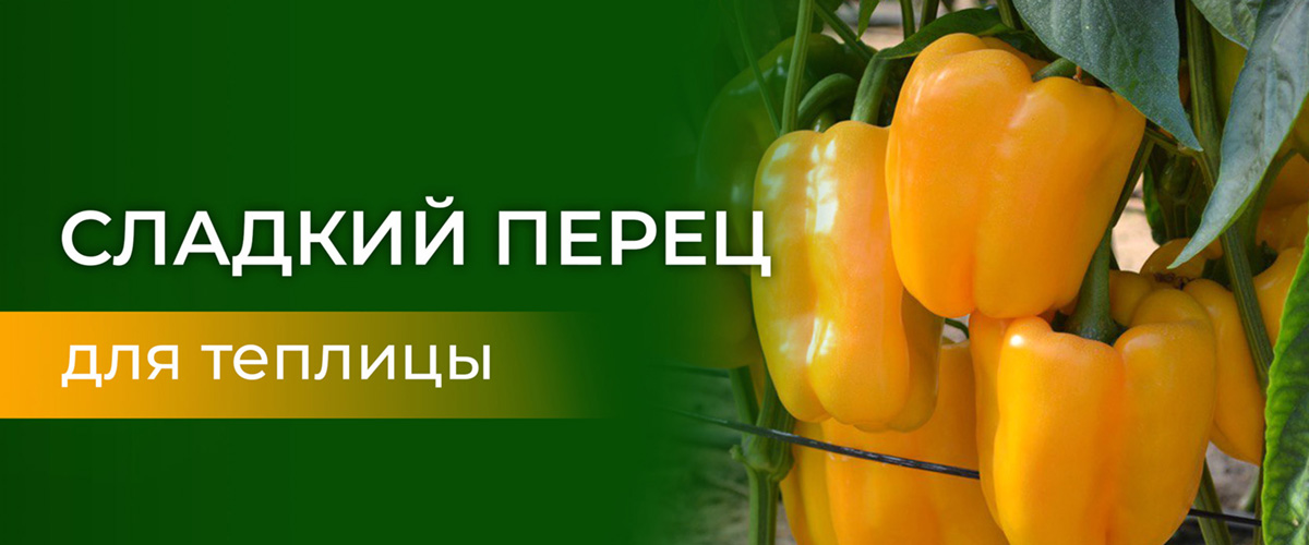 Перец сладкий для теплиц