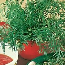 семена тмина Гальяновский Семко