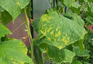 Вопросы - Ответы