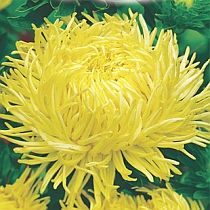 семена астры хризантемовидной Твиск