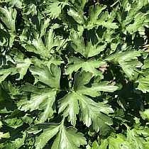 семена петрушки листовой Карнавал