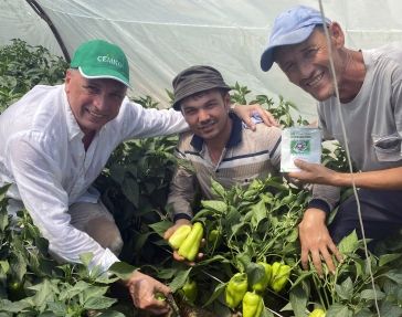 Юбилей Семко с перцем F1 Юбилейный Семко в Узбекистане