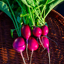 Семена редиса Виола