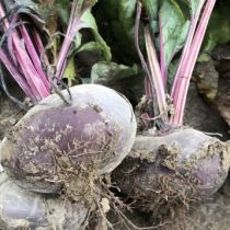 семена свеклы столовой Египетская Плоская