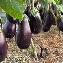 Семена баклажана Максик F1 