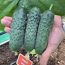 Семена огурца Спино F1