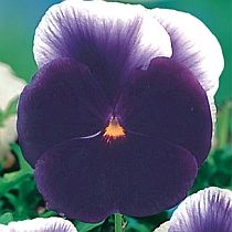 семена виолы Марина