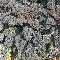 Семена капусты листовой (кале) Скарлет