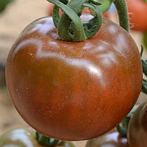 Семена томата Ашдод F1