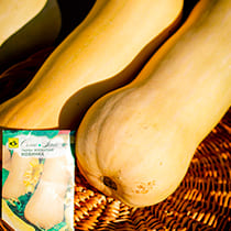 семена тыквы Новинка