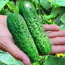 Семена огурца Седрик F1