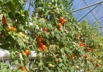 Влияние высоких температур на рост и урожайность