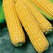 семена кукурузы Спирит F1